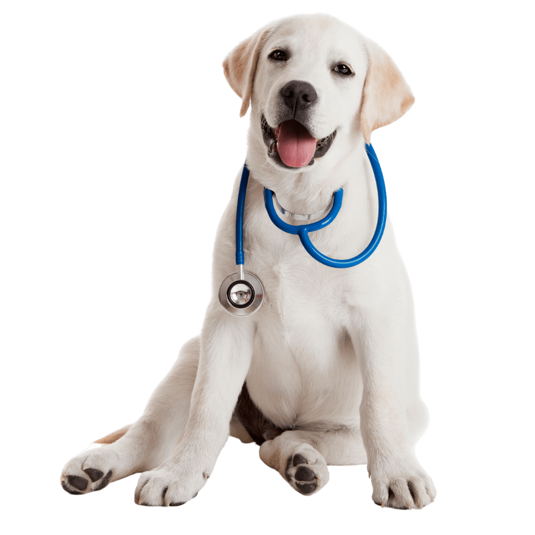 dog-medico