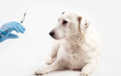 Proteja Seu Melhor Amigo: Dicas sobre Vacinação de Pets